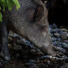 Wildschwein, Wild boar