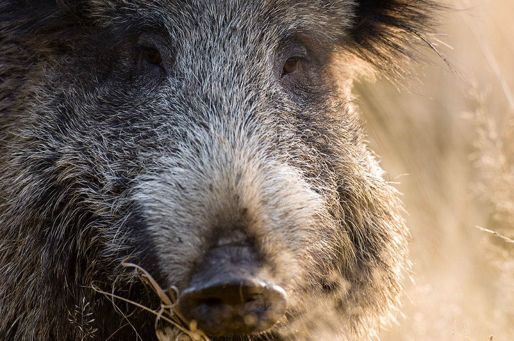 wildschwein, wildlife, fullframe