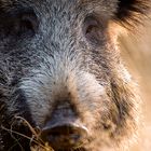 wildschwein, wildlife, fullframe