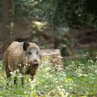 Wildschwein#01