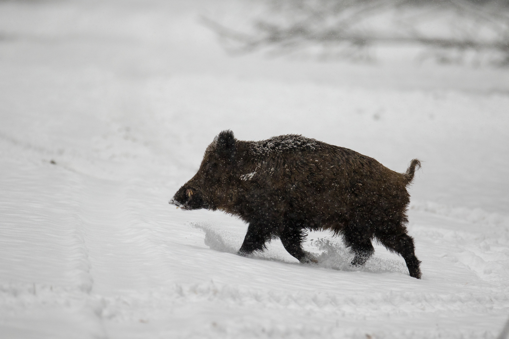 Wildschwein_2