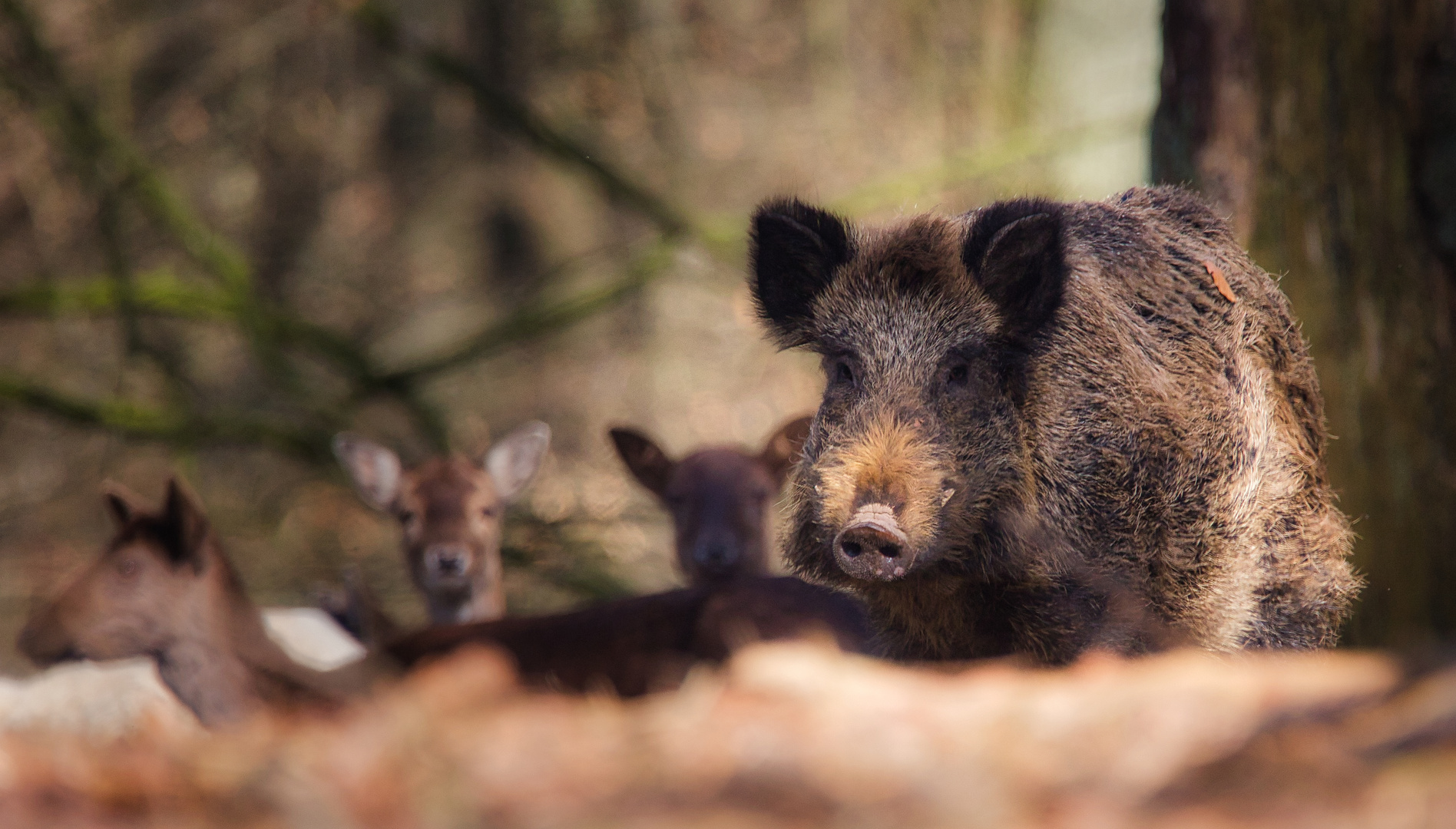 Wildschwein_3558