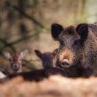 Wildschwein_3558