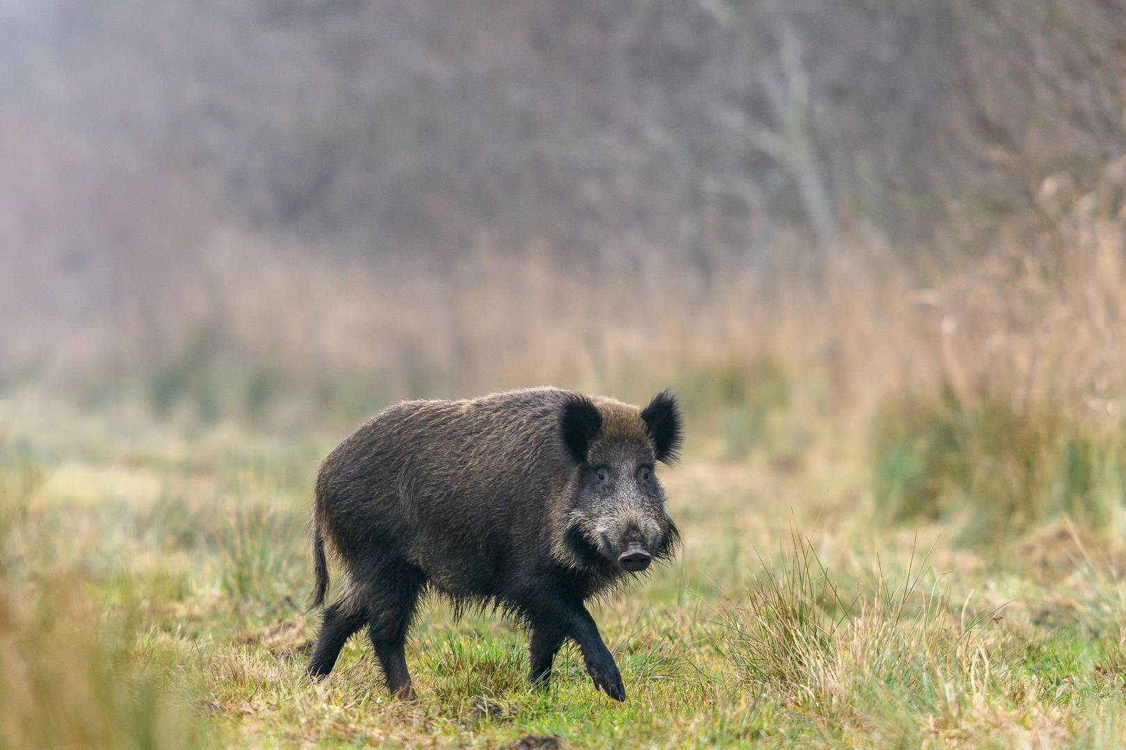 Wildschwein_5255