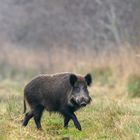 Wildschwein_5255