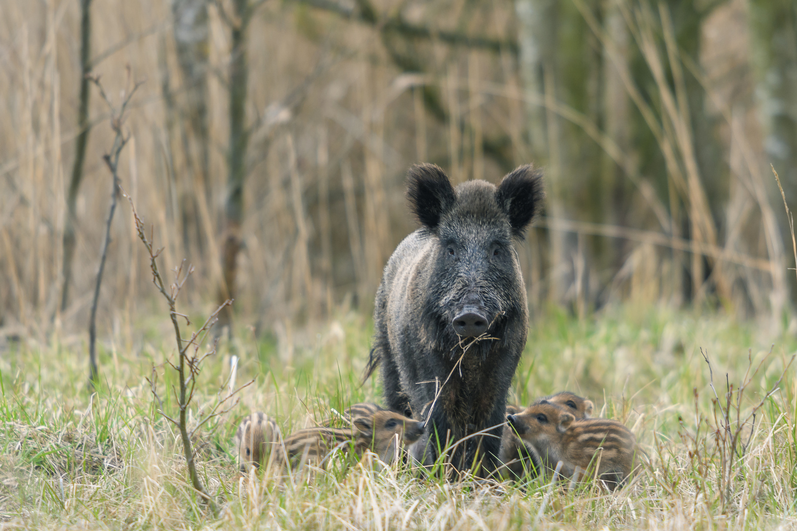 Wildschwein_9142