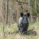 Wildschwein_9142