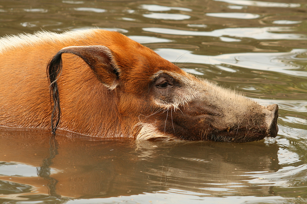 Wildschweinart im Duisburger Zoo2