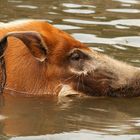 Wildschweinart im Duisburger Zoo2