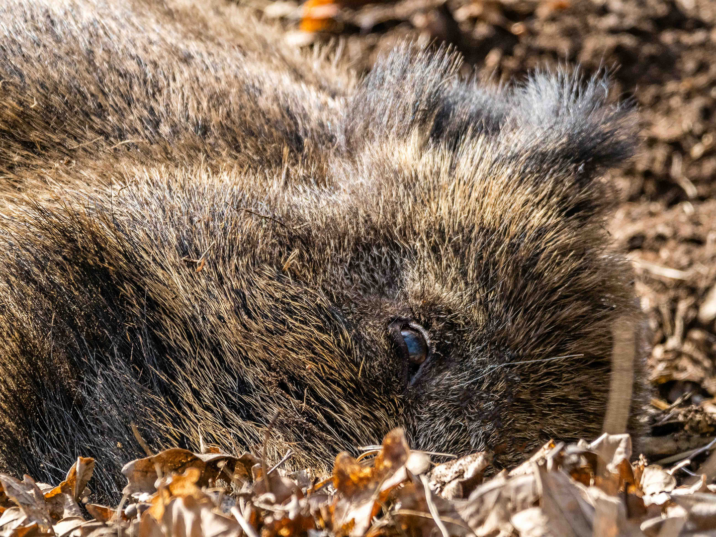 Wildschweinauge sei wachsam!