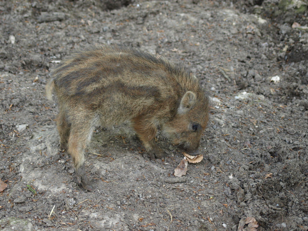 Wildschweinbaby