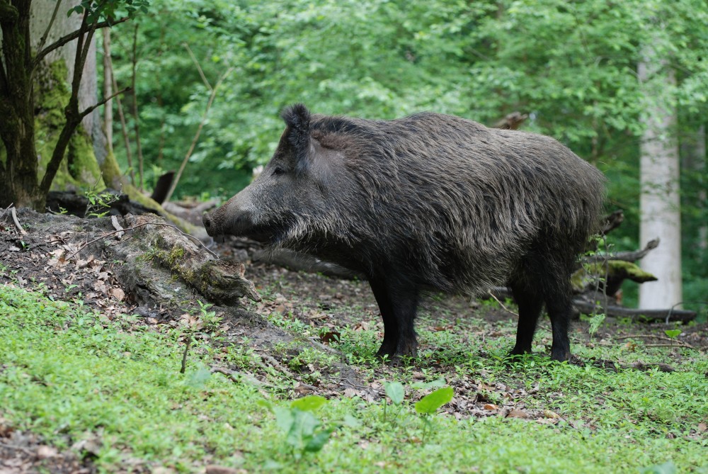 Wildschweinbache