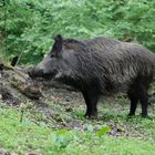 Wildschweinbache