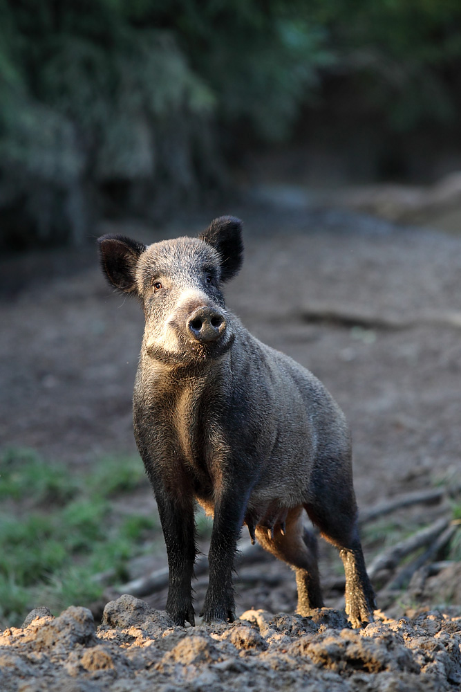 Wildschweinbache