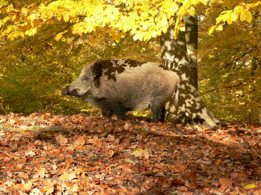 Wildschweinbache im Herbstwald