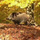 Wildschweinbache im Herbstwald