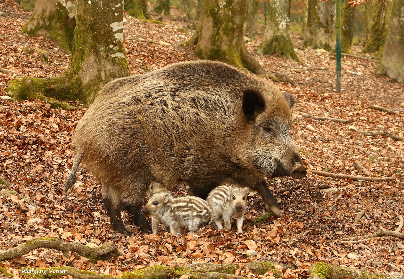 Wildschwein/Bache  mit Frischlingen