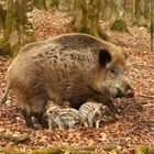 Wildschwein/Bache  mit Frischlingen