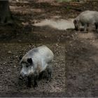 Wildschweinbraten wunderbar, aber nicht aus meinen Keulen !