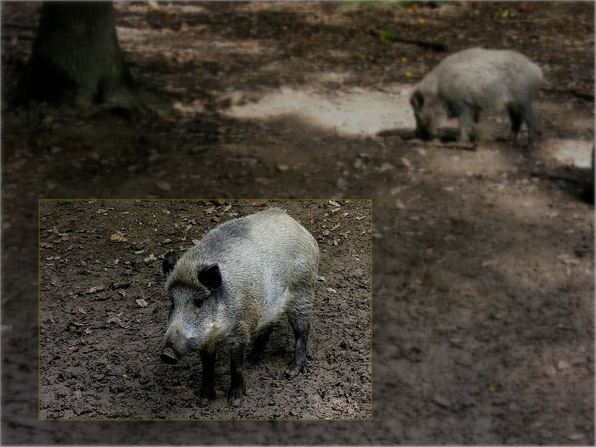 Wildschweinbraten wunderbar, aber nicht aus meinen Keulen !