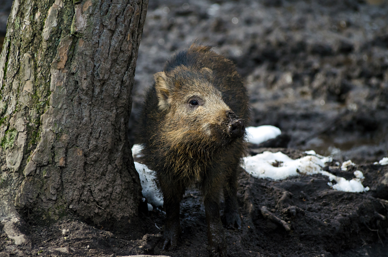 Wildschwein(chen)