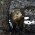 Wildschwein(chen)