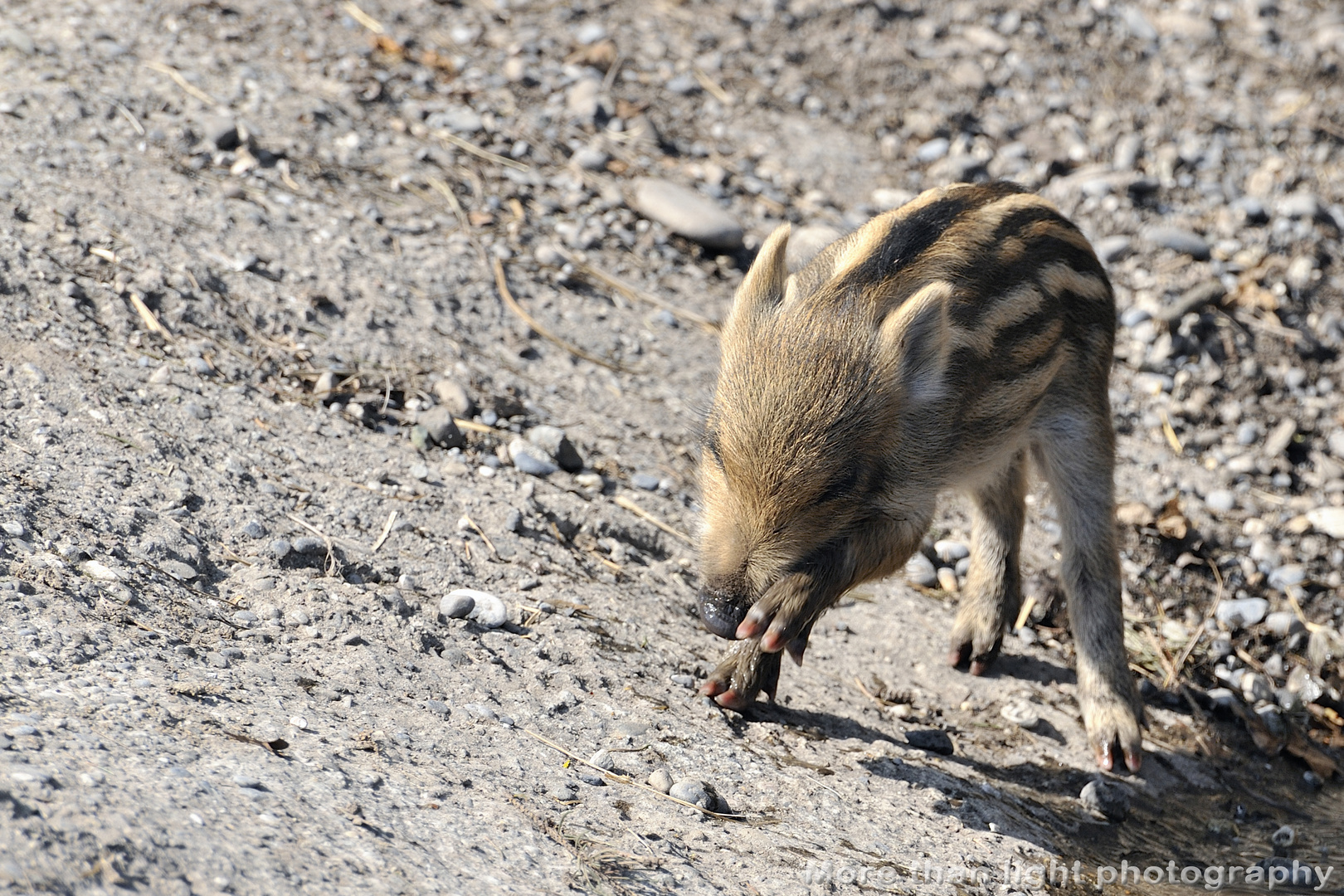 Wildschweinchen