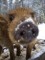 Wildschweinchen