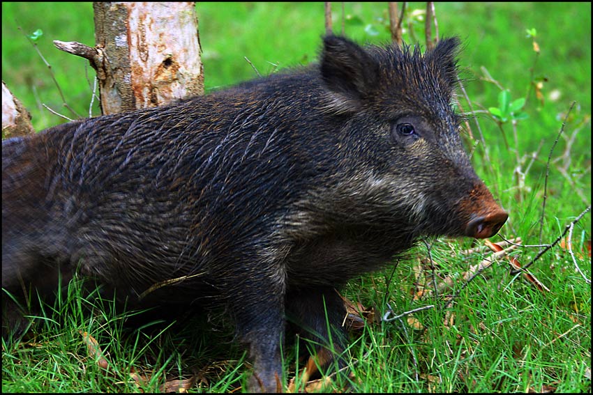 Wildschweinchen