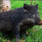 Wildschweinchen