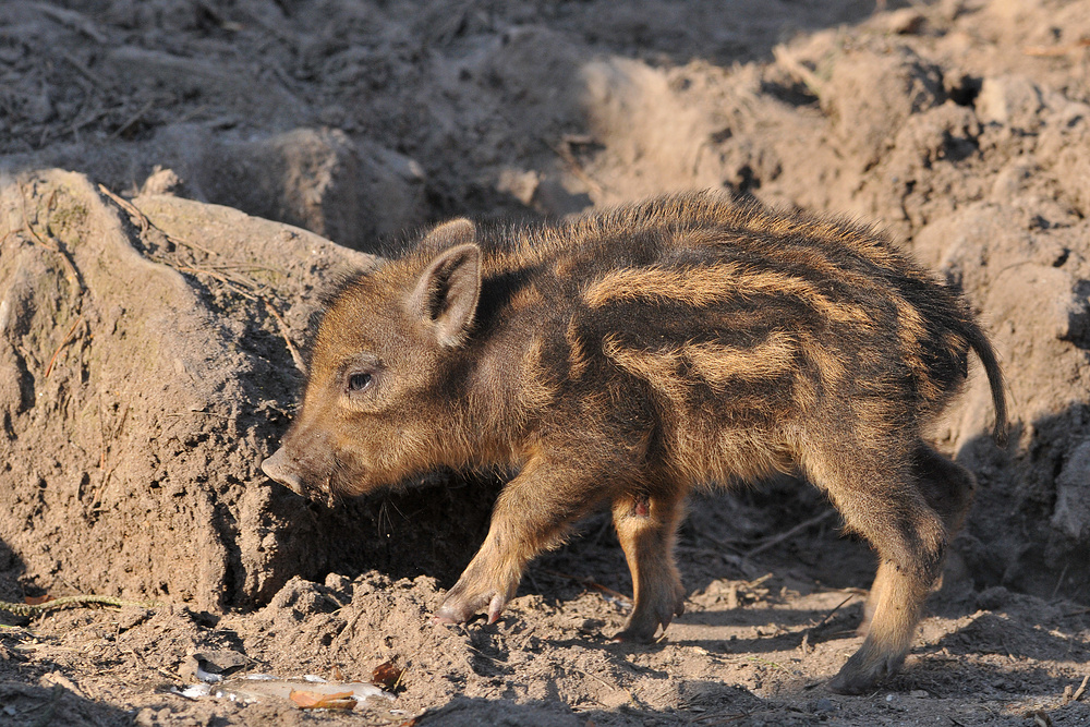 Wildschweinchen – Schnüffeln