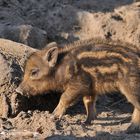 Wildschweinchen – Schnüffeln