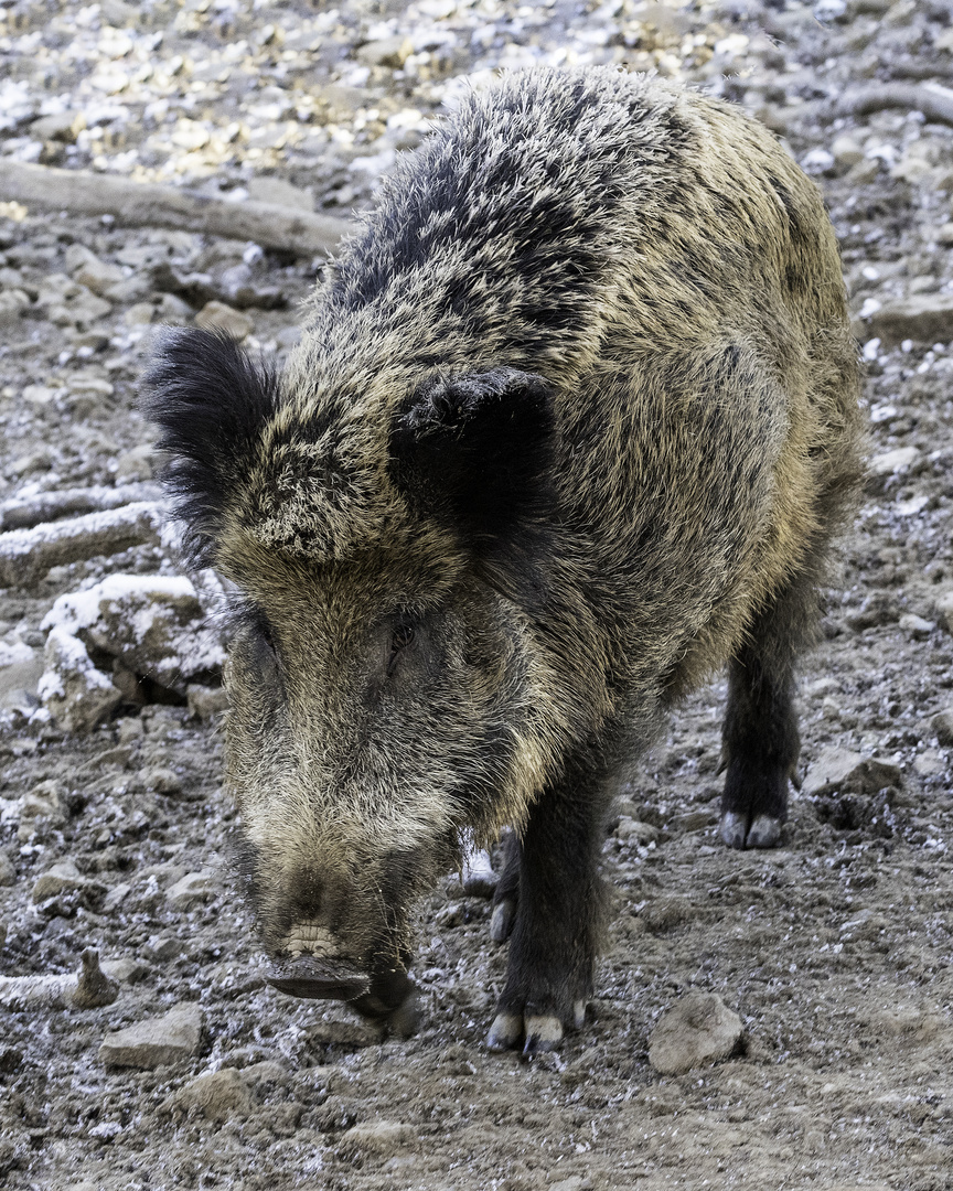 Wildschwein_D4A9644