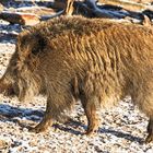 Wildschwein_D4A9654