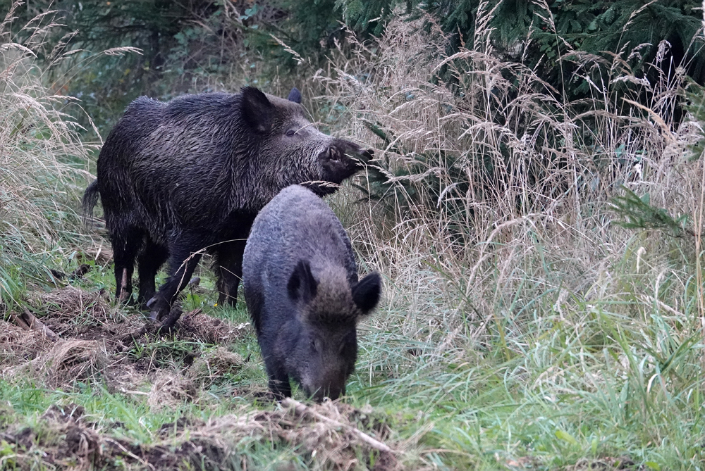 Wildschweine