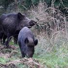 Wildschweine