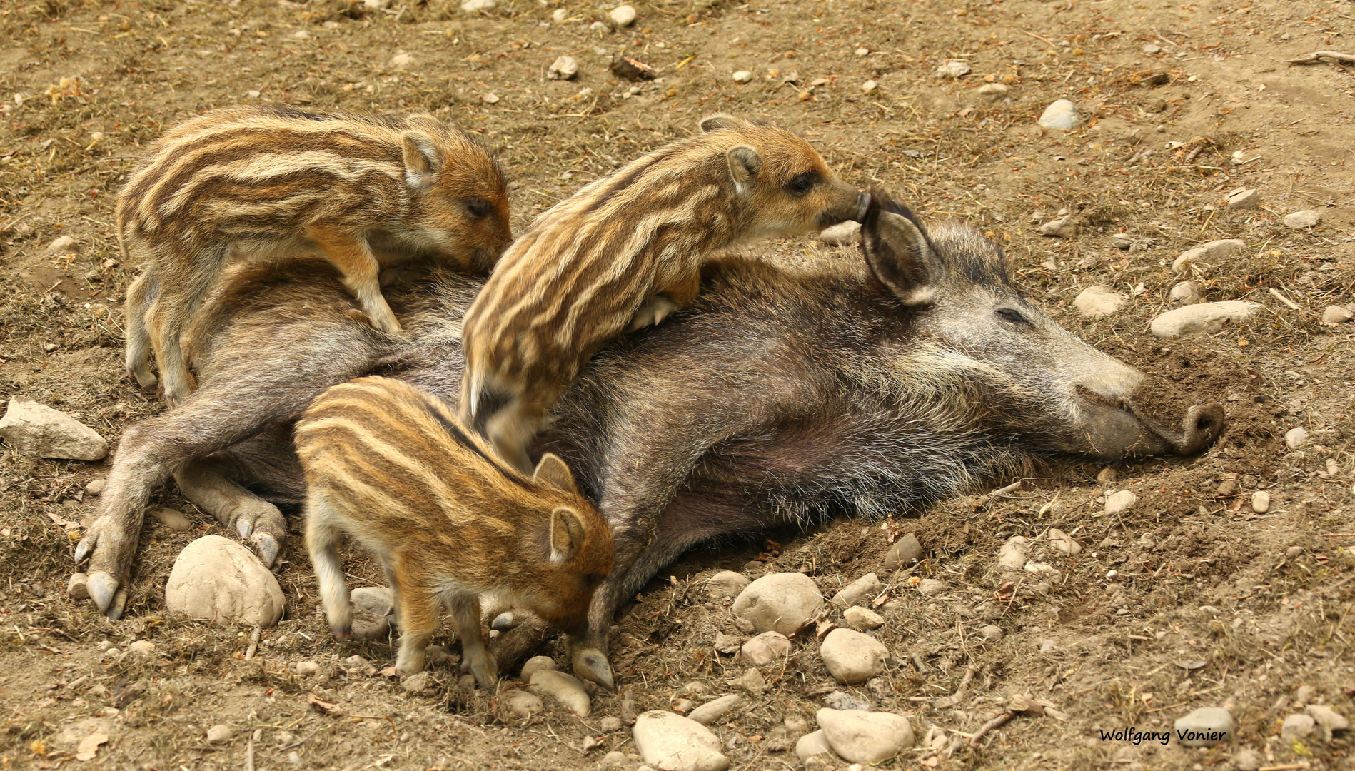 Wildschweine