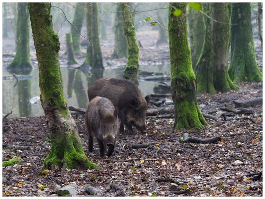 Wildschweine