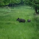 *** Wildschweine ***