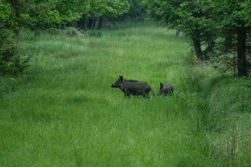 *** Wildschweine ***