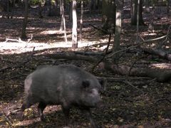 Wildschweine #1