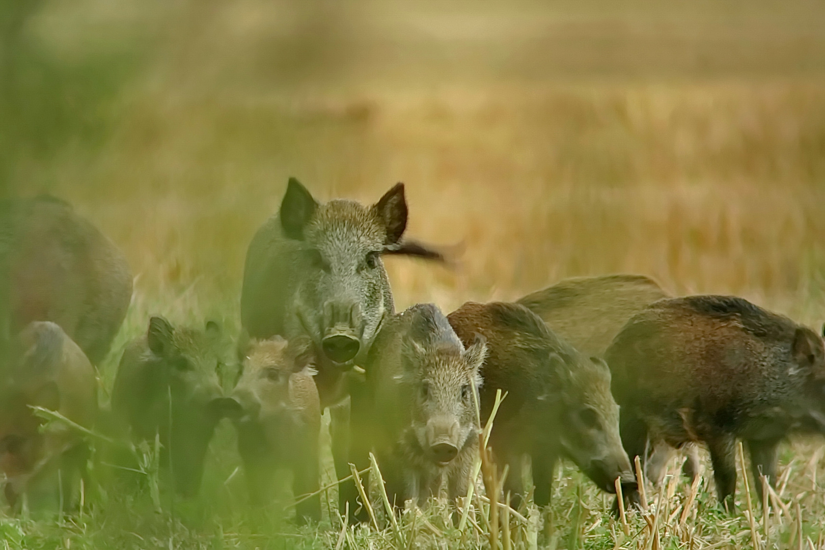 Wildschweine