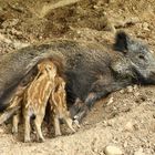 Wildschweine