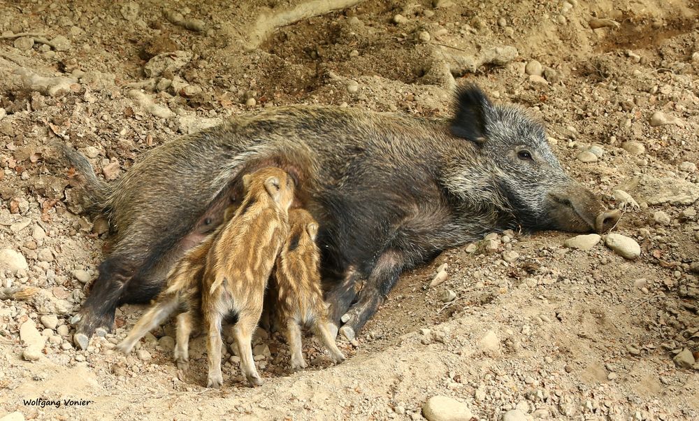 Wildschweine