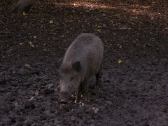 Wildschweine #2