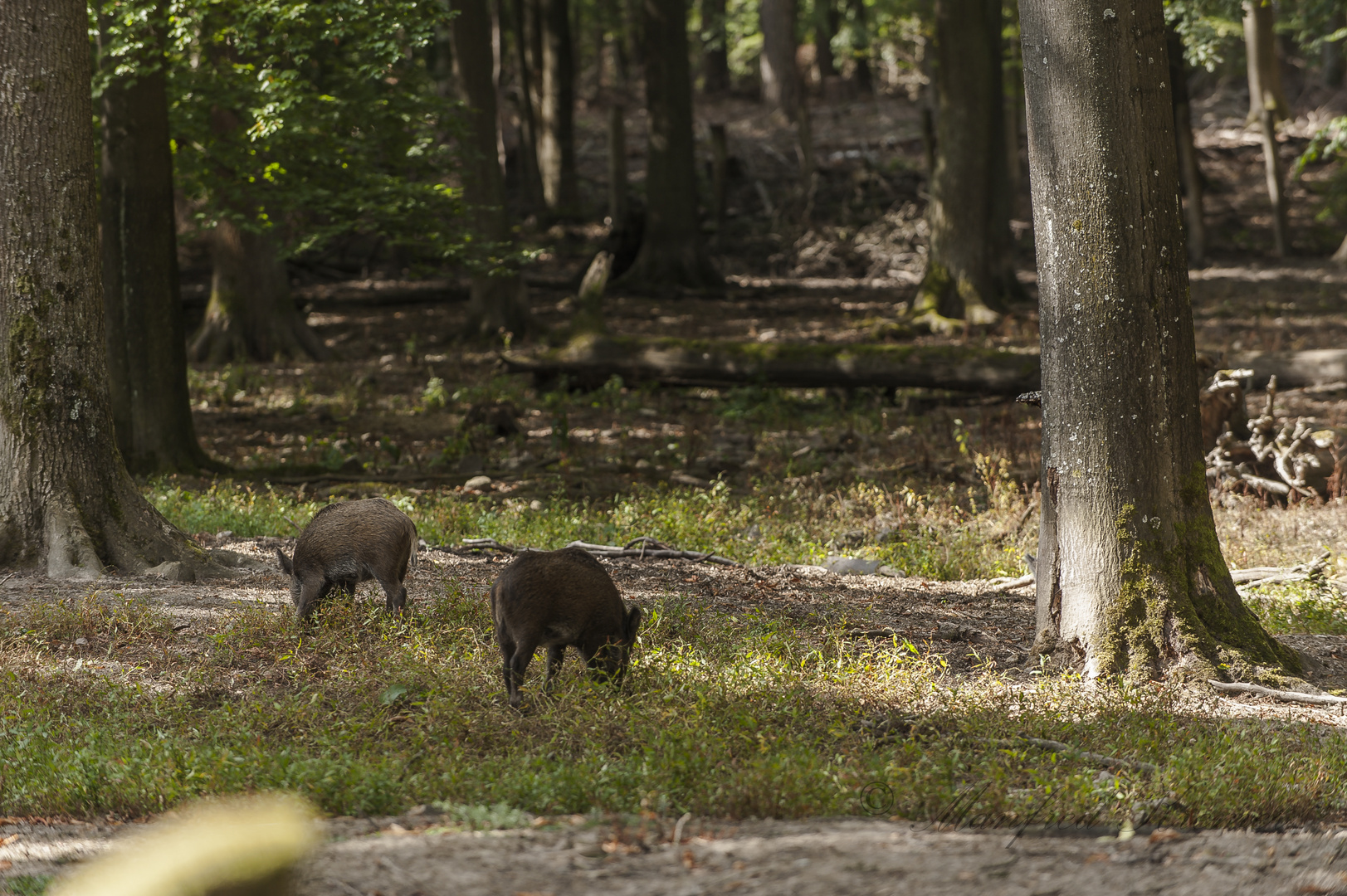 Wildschweine 