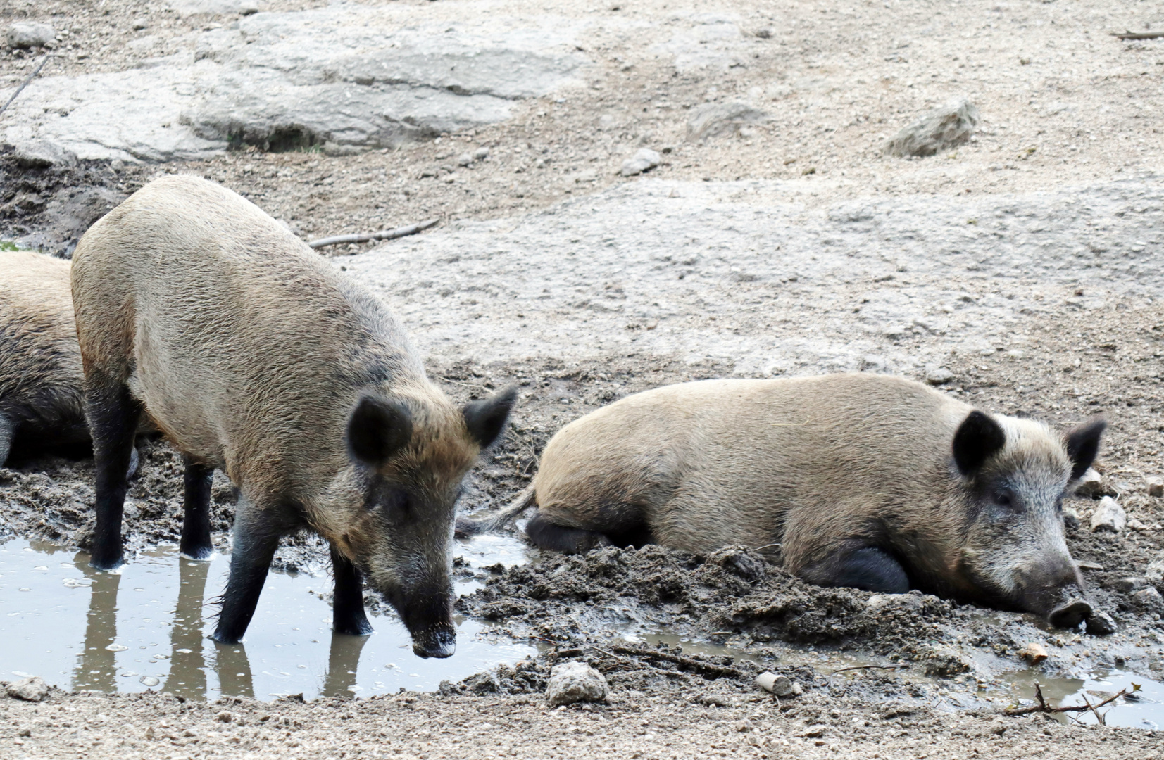 Wildschweine