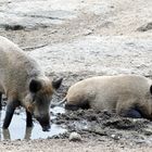 Wildschweine