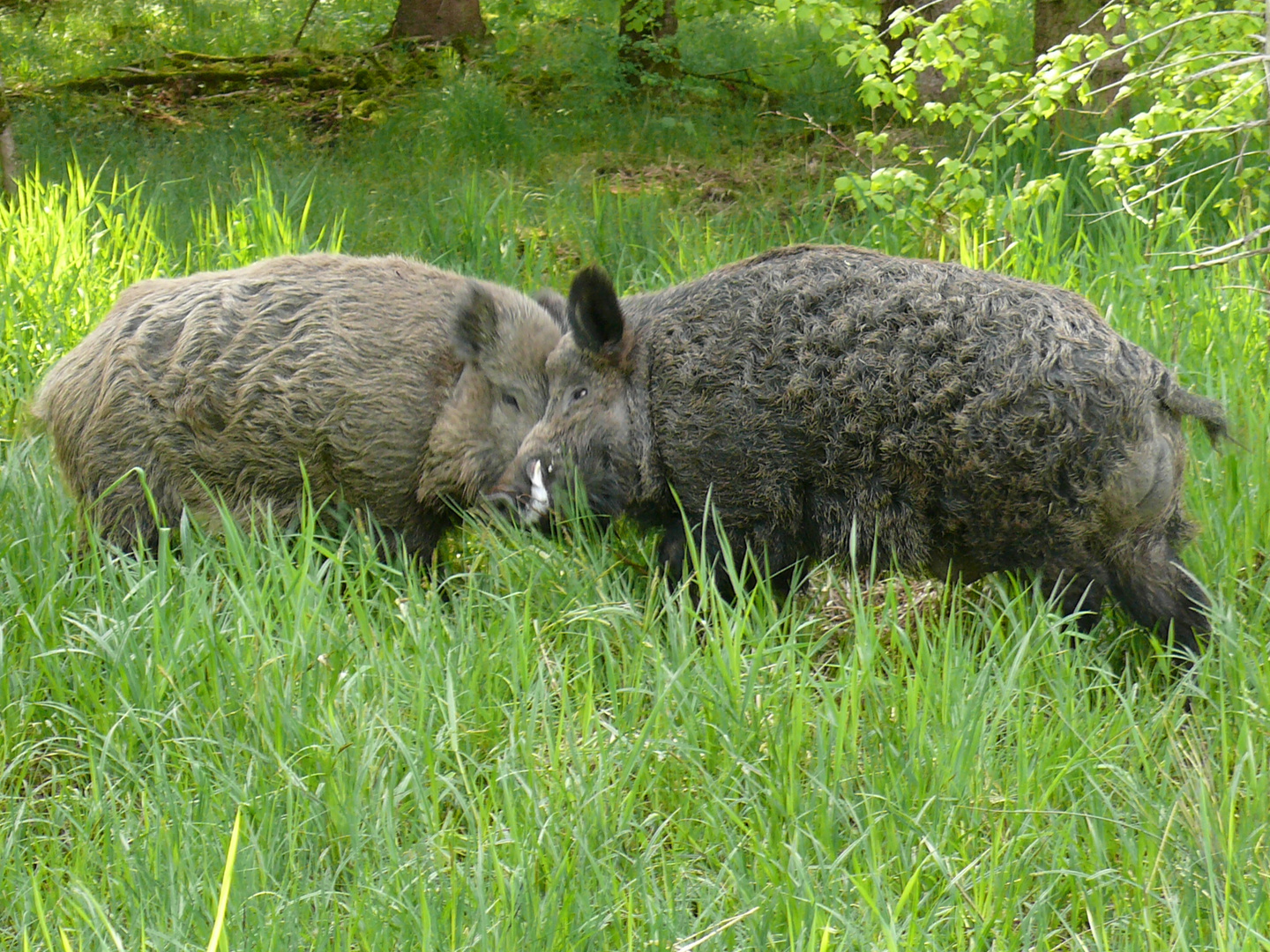 Wildschweine