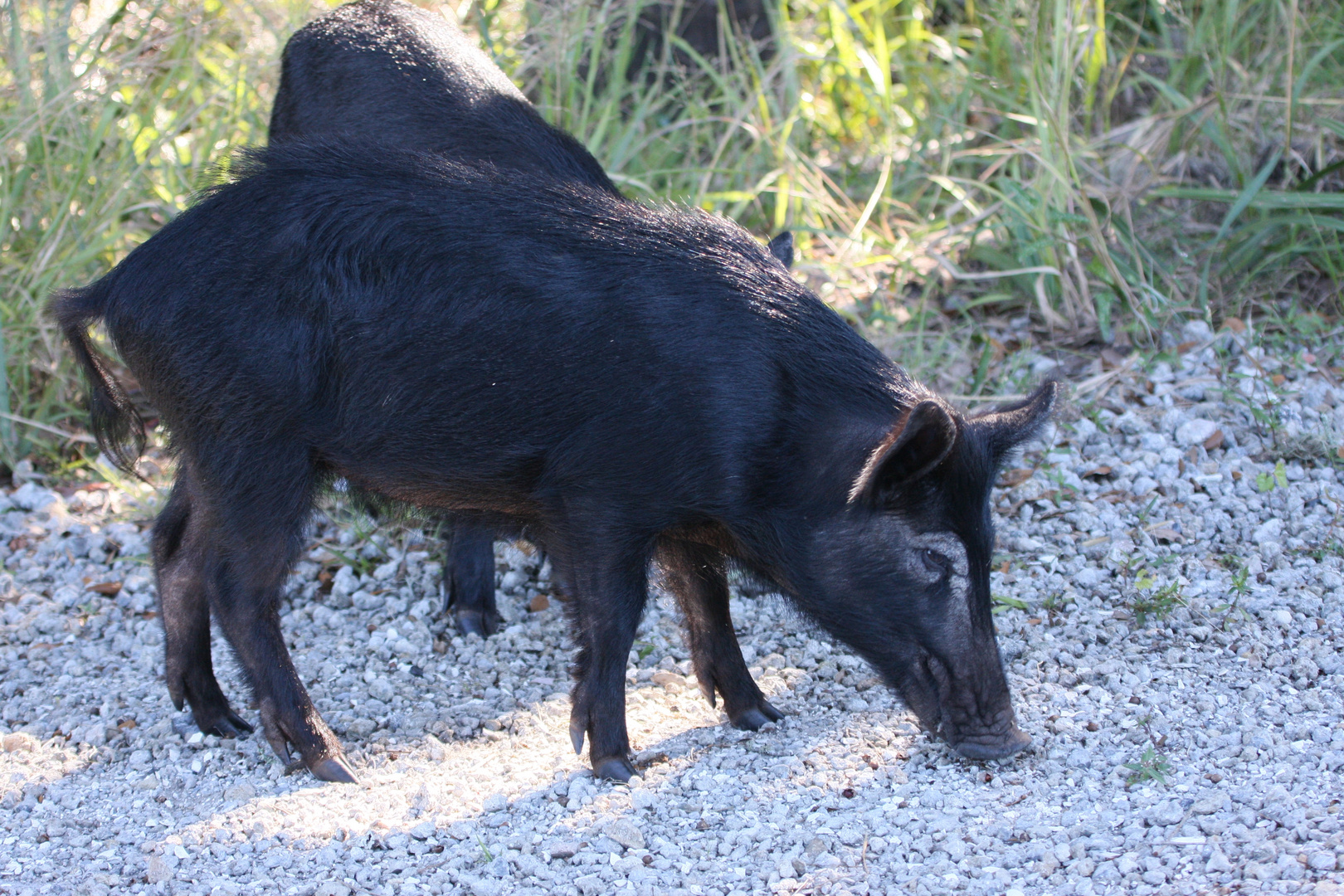 Wildschweine